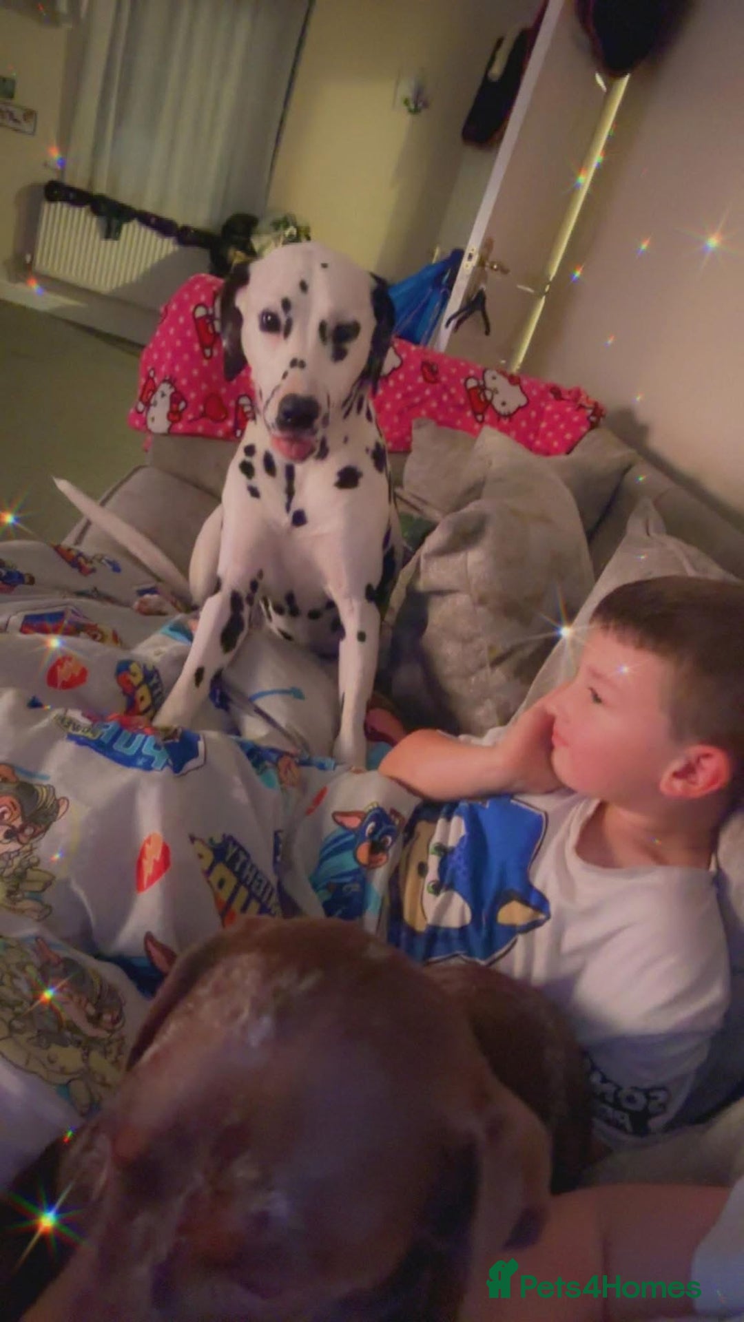 Dalmatian dogs for sale: Sad sale  - Image 3