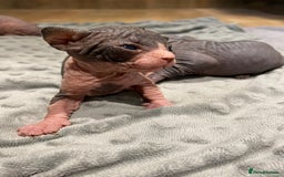 Sphynx cats for sale: Kittens sphinx Canadian  - Image 9