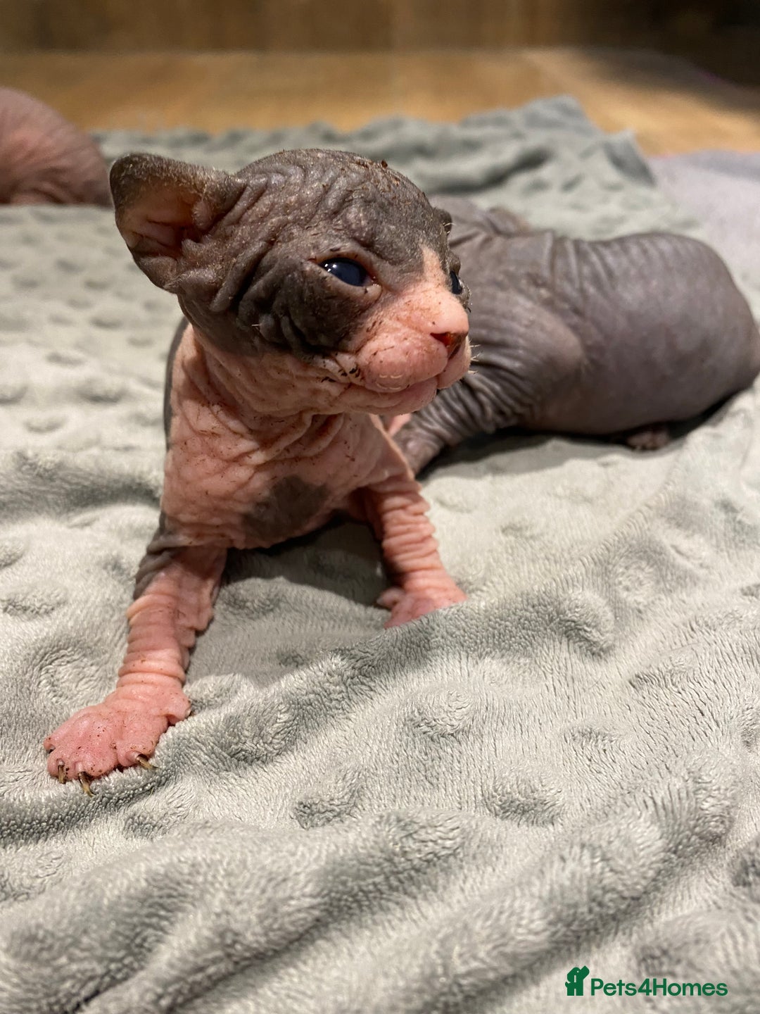Sphynx cats for sale: Kittens sphinx Canadian  - Image 9