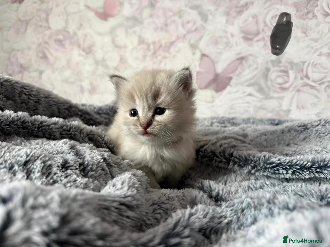 Ragdoll cats for sale: 🌟RAGDOLL KITTENS 🌟 - Advert 17