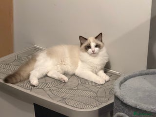 Ragdoll cats Handsome GCCF Registered Ragdoll Boys 😻 - Advert 9