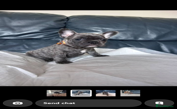 French Bulldog dogs - Advert 19