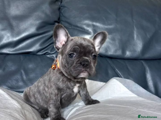 French Bulldog dogs - Advert 16