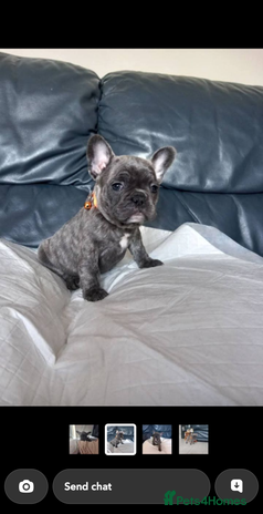 French Bulldog dogs - Advert 19