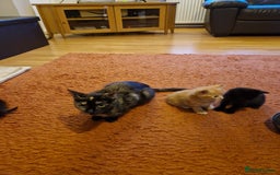 Mixed Breed cats for sale: 3 beautiful male kittens for sale  - Image 1