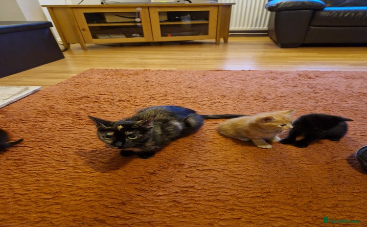 Mixed Breed cats - Advert 7