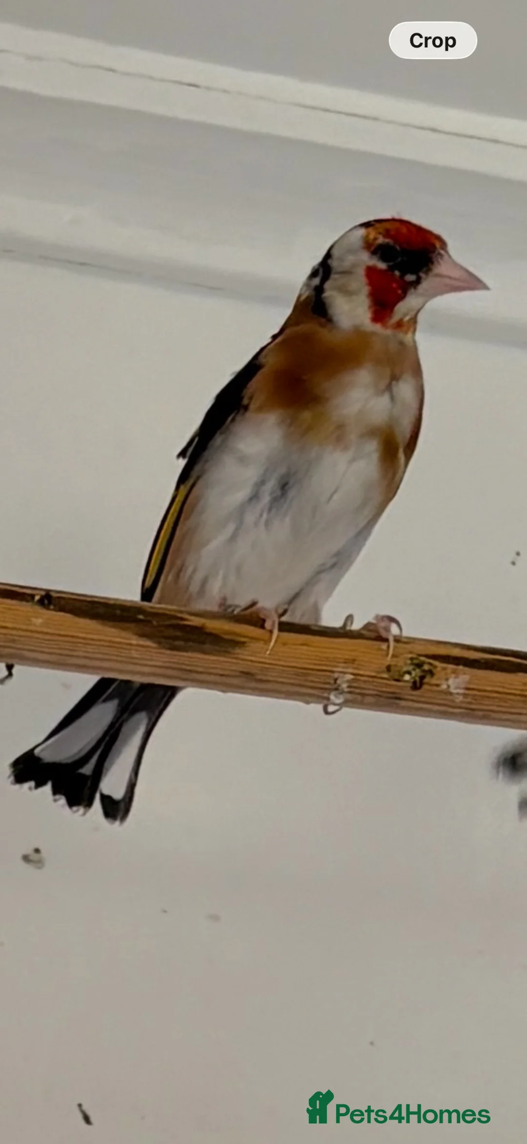 Finches birds for sale: Goldfinch  - Advert 2
