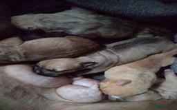 Mixed Breed dogs for sale: 4 beautiful pocket bully/mixed - Image 2