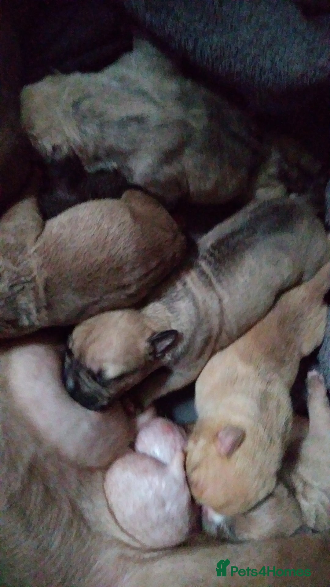 Mixed Breed dogs for sale: 4 beautiful pocket bully/mixed - Image 2