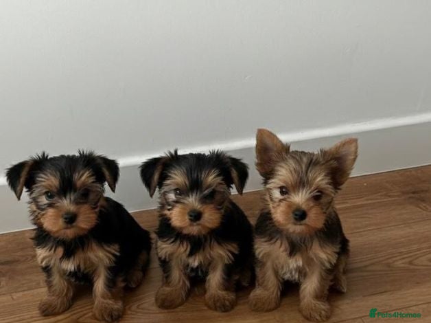 Yorkshire Terrier dogs Beautiful Litter  of Yorkshire Terrier Puppies - Advert 1