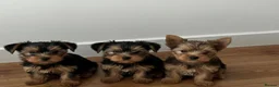 Yorkshire Terrier dogs for sale: Beautiful Litter  of Yorkshire Terrier Puppies in Edinburgh - Advert 1