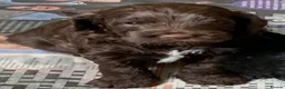 Cockapoo dogs for sale: Happy, healthy f1 Cockapoo Puppies - Advert 3