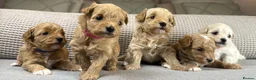 Maltipoo dogs for sale: SEE ALL OUR PUPPIES ON INSTA. OAKWELL RETRIEVERS  - Advert 10