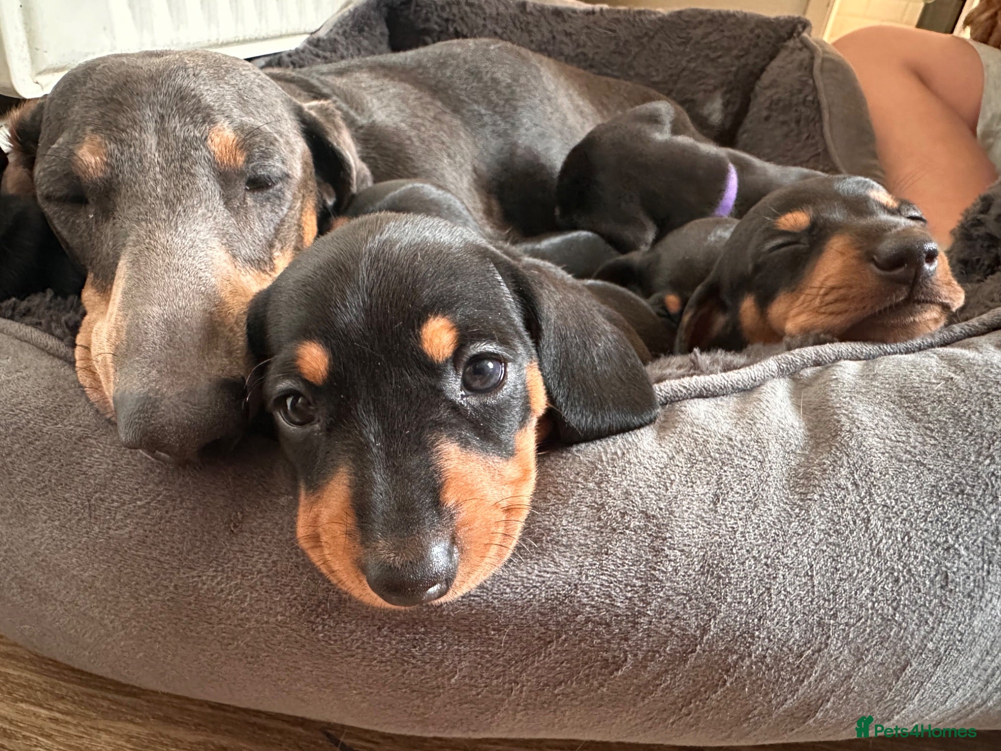 Dachshund dogs Beautiful Miniature Dachshund pups - Advert 2