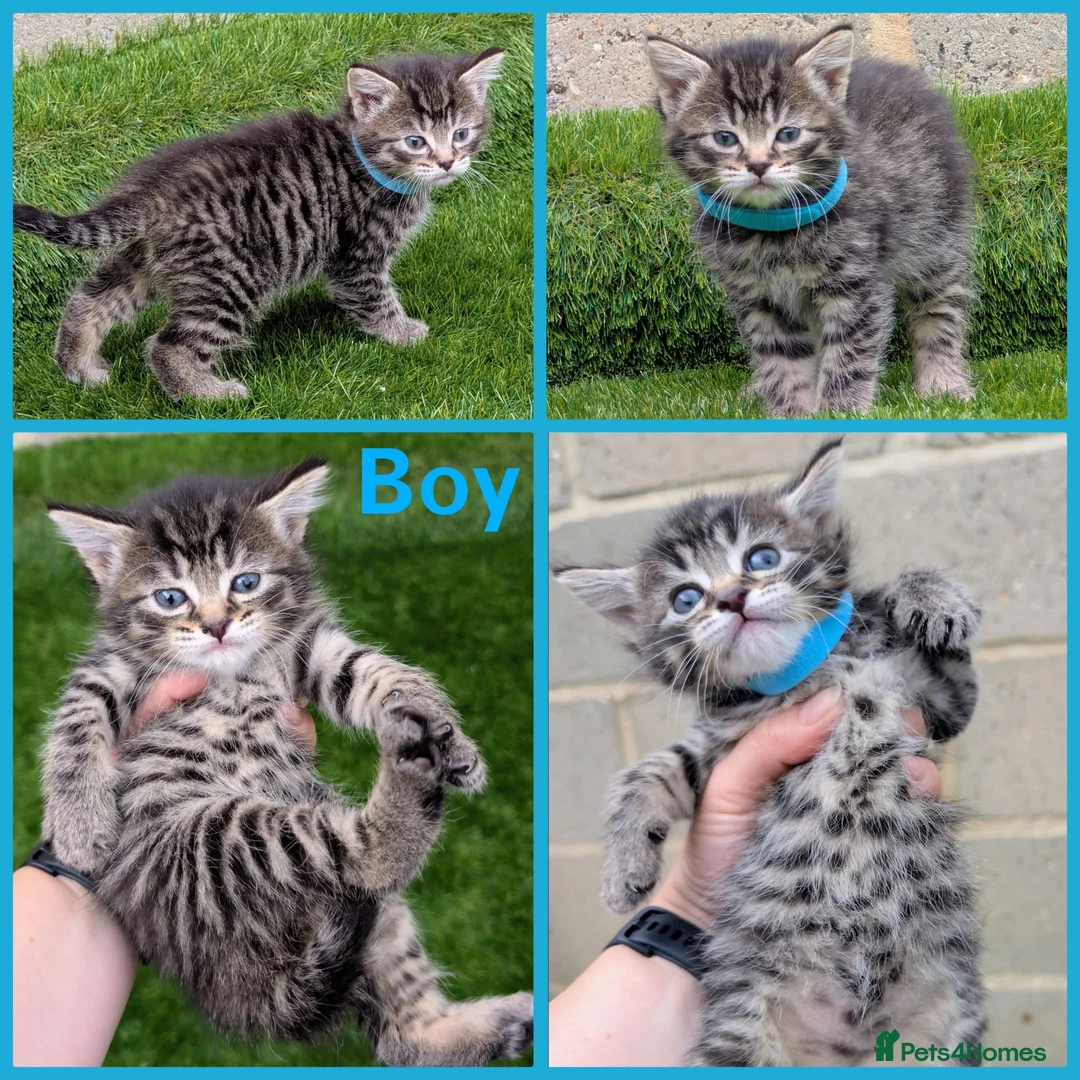 Mixed Breed cats for sale: 🐾 Rare Fluffy Maine Coon Type Kittens ⭐ in Waltham Cross - Advert 13