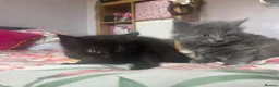 Mixed Breed cats for sale: Three gorgeous fluffy girls  in Southampton - Advert 3