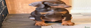Dobermann Puppy 3