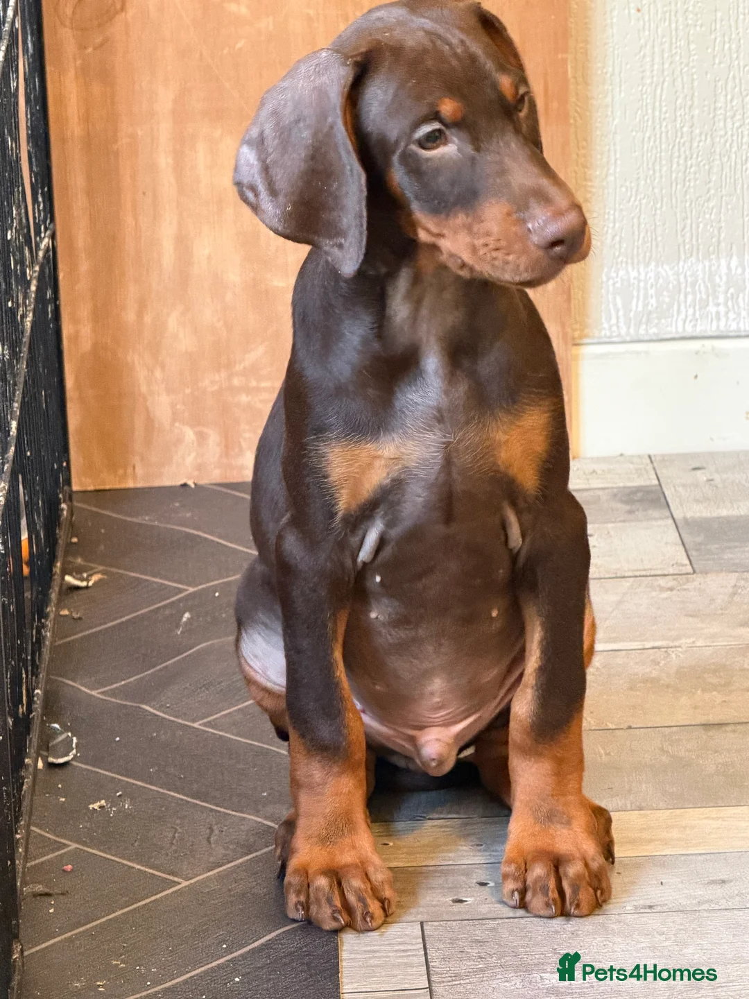 Dobermann dogs for sale: Reduced ❌ ready now  - Advert 2
