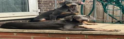 Dobermann dogs for sale: Beautiful Blue and Tan Female Doberman Puppy - Advert 1