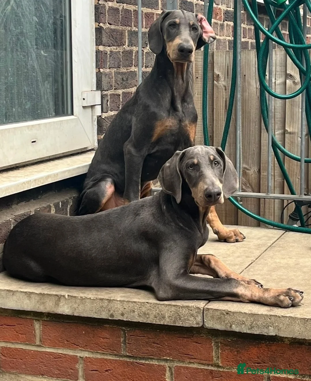 Dobermann dogs for sale: Beautiful Blue and Tan Female Doberman Puppy - Advert 1