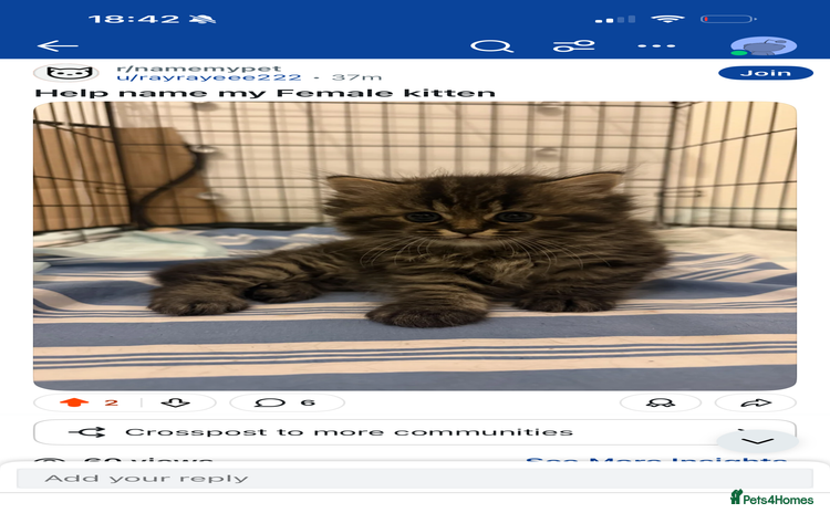 British Shorthair cats Gorgeous Fluffy British Shorthair Mix Kitten - Advert 1