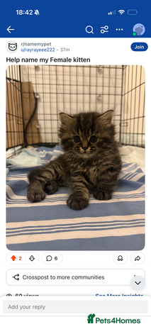 British Shorthair cats Gorgeous Fluffy British Shorthair Mix Kitten - Advert 1