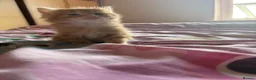 Mixed Breed cats for sale: 3 gorgeous fluffy kittens - Advert 6