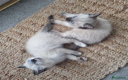 Ragdoll cats for sale: Three female ragdoll kittens - Image 7