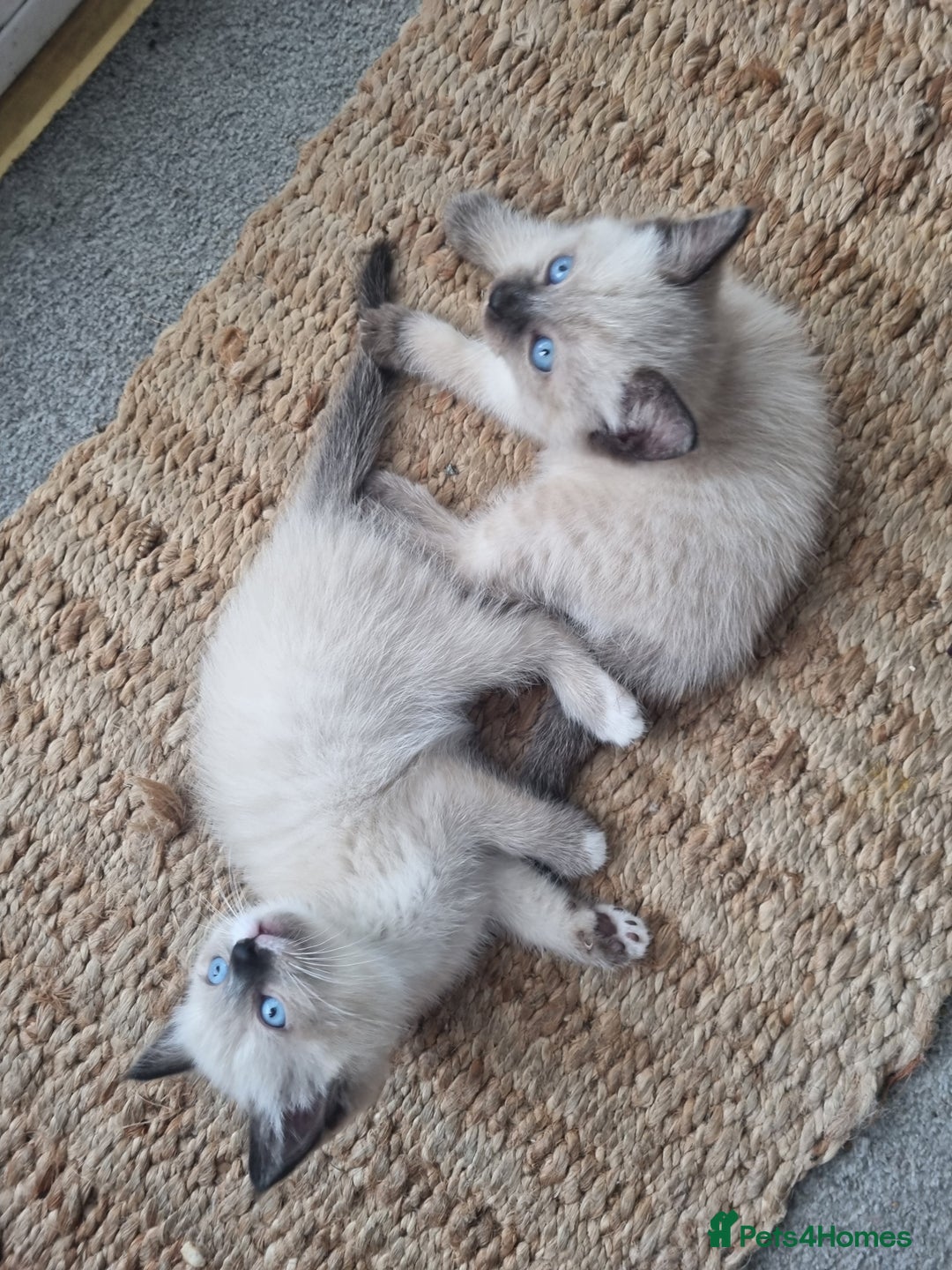 Ragdoll cats for sale: Three female ragdoll kittens - Image 7