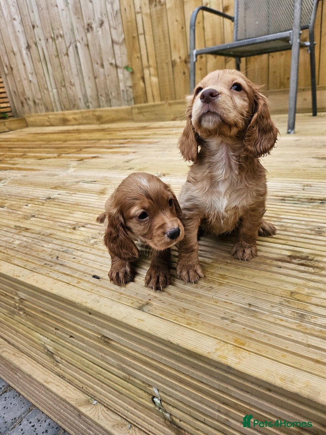 Cocker Spaniel dogs for sale: Health tested working cocker spaniels  - Image 18