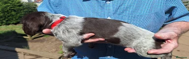 Mixed Breed 4