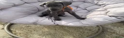 Great Dane dogs for sale: Gorgeous blue KC Great Danes.Ready now! - Advert 18