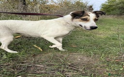 Mixed Breed dogs for adoption: Honour - Norwich Norfolk  - Advert 2