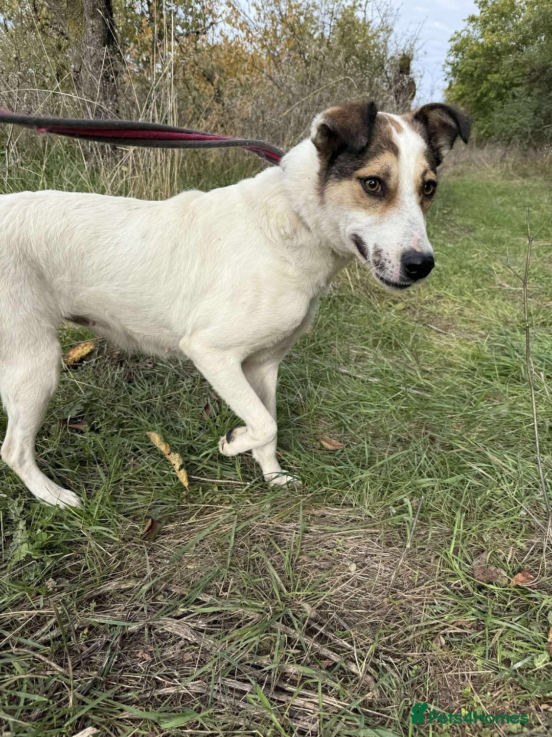 Mixed Breed dogs for adoption: Honour - Norwich Norfolk  - Advert 2
