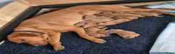 Labrador Retriever dogs for sale: **2 left** KC fox red labrador retriever puppies - Advert 4
