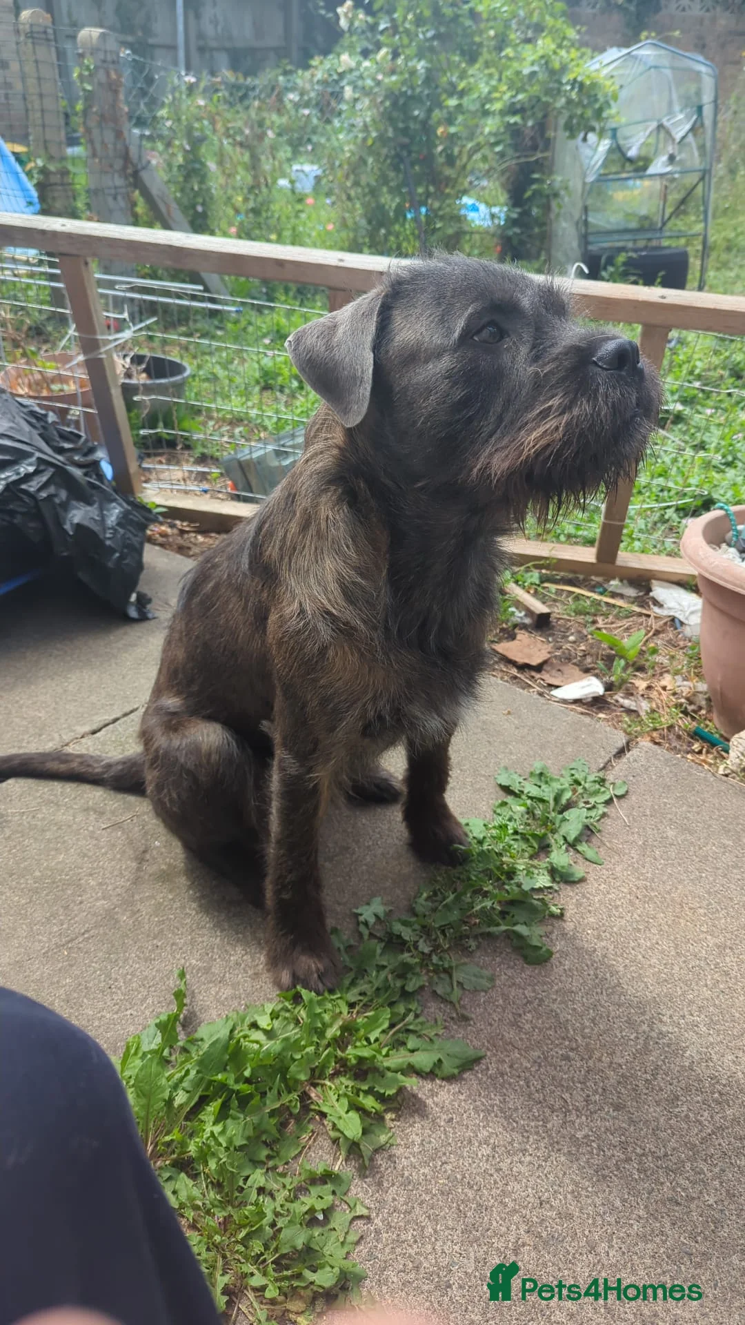 Mixed Breed dogs for sale: Rehoming - Advert 6