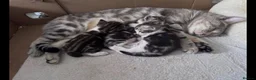 British Shorthair cats for sale: Silver BSH Kittens in London - Advert 1