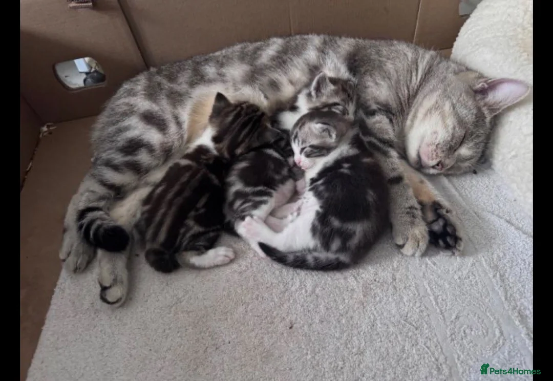 British Shorthair cats for sale: Silver BSH Kittens in London - Advert 1