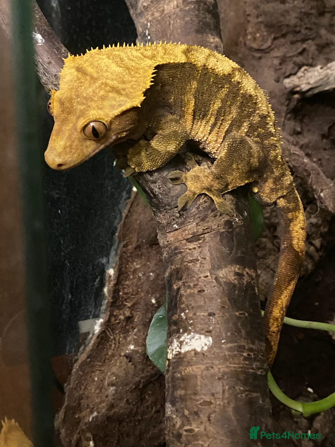 Gecko reptiles for sale: Stunning pair of breeding crested geckos with viv - Advert 7