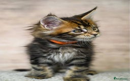 Maine Coon cats for sale: 🥇 5 Generation Pedigree - TICA registered  🌟 - Advert 13