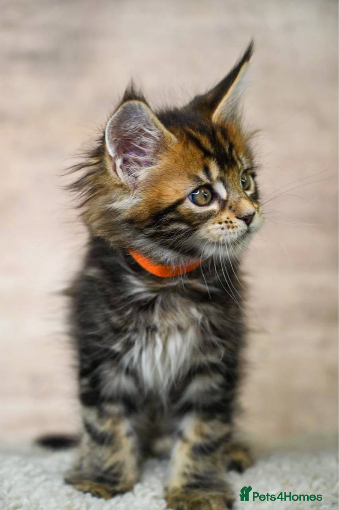 Maine Coon cats for sale: 🥇 5 Generation Pedigree - TICA registered  🌟 - Advert 13