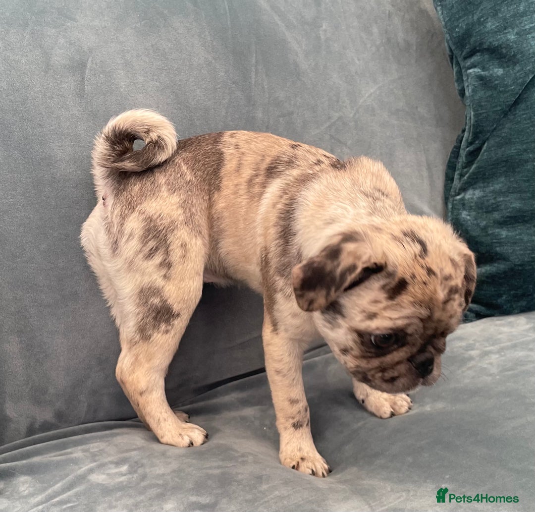 Pug dogs for sale: Pug Puppies  - Image 15