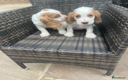Cocker Spaniel dogs for sale: OUT STANDING  GORGEOUS SHOW TYPE COCKER SPANIEL  - Image 22