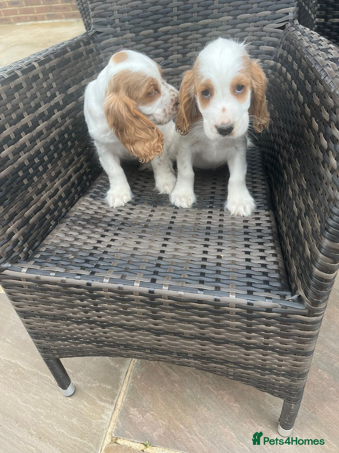 Cocker Spaniel dogs for sale: OUT STANDING  GORGEOUS SHOW TYPE COCKER SPANIEL  - Image 22