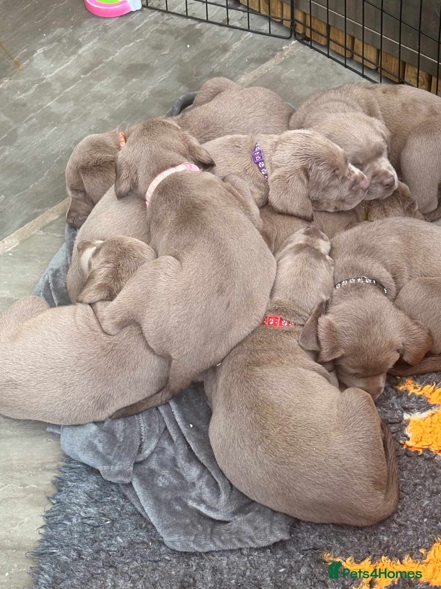 Labrador Retriever dogs KC registered Silver Labrador puppies for sale - Advert 1