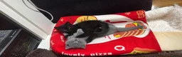 British Shorthair cats for sale: Lovely fully british short hair kittens - Advert 6