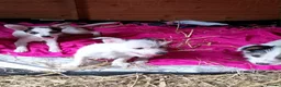 Jack Chi dogs for sale: Adorable jack Russell puppy’s  - Advert 9