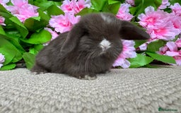 Mini Lop rabbits for sale: 3 mini lops ready to reserve  - Image 7