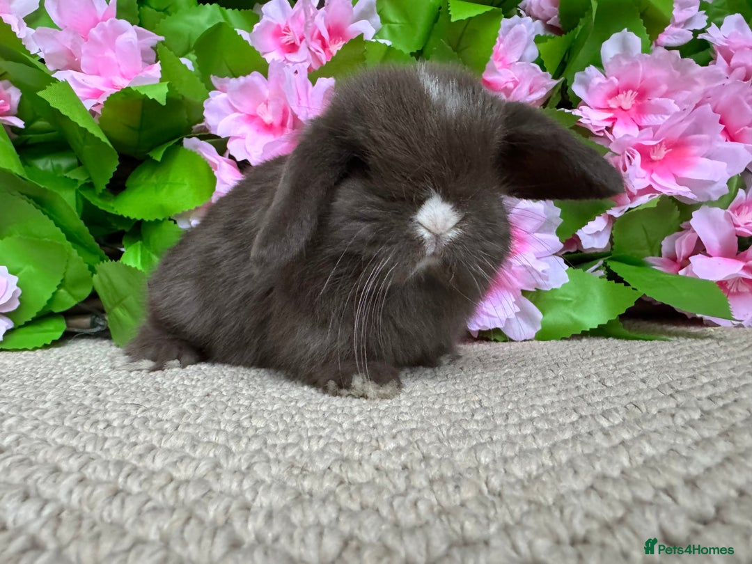 Mini Lop rabbits for sale: 3 mini lops ready to reserve  - Image 7