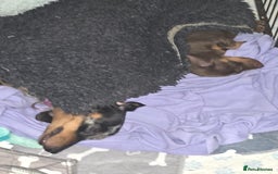 Miniature Dachshund dogs for sale: Galaxy Chocolate: Your Sweetest Adventure Awaits! - Image 18